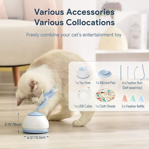 Mr. Odin - Cat Motion - Image 6